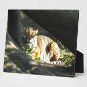 Tiger Catnap Fotoplatte (Seite)