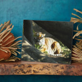 Tiger Catnap Fotoplatte (Seite)