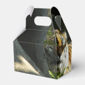 Tiger Catnap Geschenkschachtel (Rückseite)
