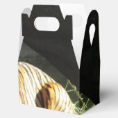 Tiger Catnap Geschenkschachtel (Geöffnet)