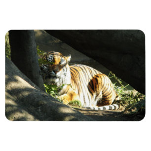 Tiger Catnap Magnet