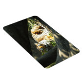 Tiger Catnap Magnet (Rechte Seite)