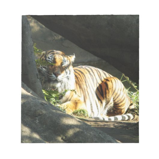 Tiger Catnap Notizblock (Vorderseite)