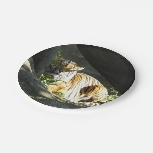 Tiger Catnap Pappteller (Schrägansicht)