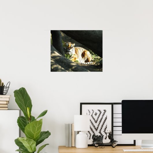 Tiger Catnap Poster (Heimbüro)