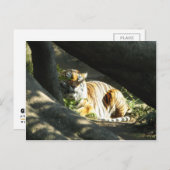 Tiger Catnap Postkarte (Vorne/Hinten)