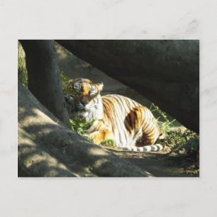 Tiger Catnap Postkarte