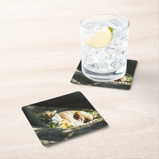 Tiger Catnap Rechteckiger Pappuntersetzer (Vor Ort)