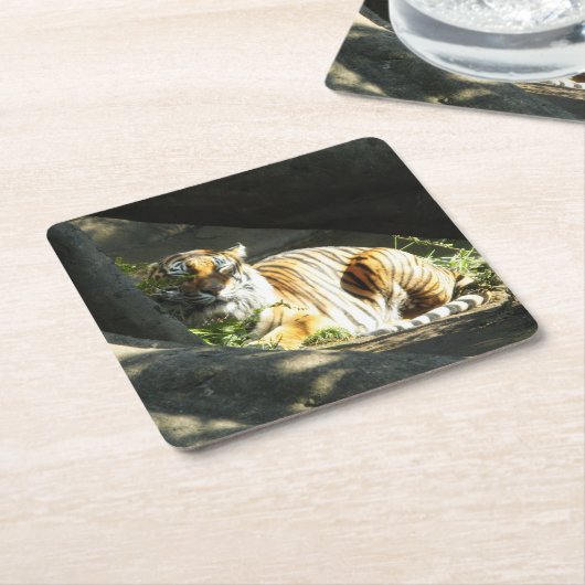 Tiger Catnap Rechteckiger Pappuntersetzer (angewinkelt)