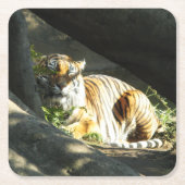 Tiger Catnap Rechteckiger Pappuntersetzer (Vorderseite)