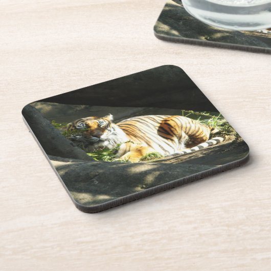 Tiger Catnap Untersetzer (Linke Seite)