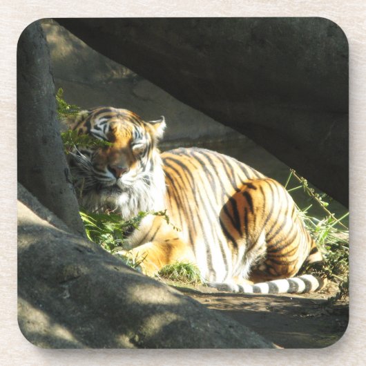 Tiger Catnap Untersetzer (Vorderseite)