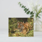 Tiger-China-Puppe-b-18 Postkarte (Stehend Vorderseite)