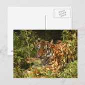 Tiger-China-Puppe-b-18 Postkarte (Vorne/Hinten)