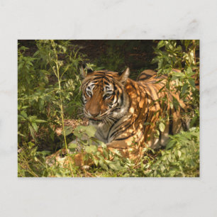 Tiger-China-Puppe-b-18 Postkarte