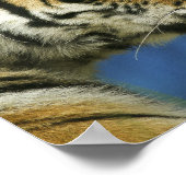 Tiger Close-Up-Seitenfotografie Poster (Ecke)