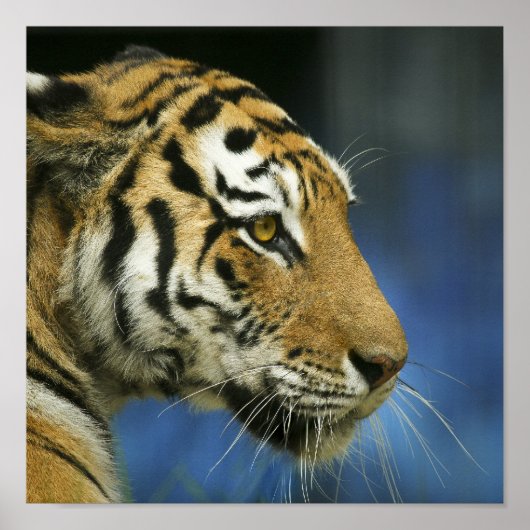 Tiger Close-Up-Seitenfotografie Poster (Vorne)