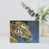 Tiger Close-Up-Seitenfotografie Postkarte (Stehend Vorderseite)