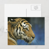 Tiger Close-Up-Seitenfotografie Postkarte (Vorne/Hinten)