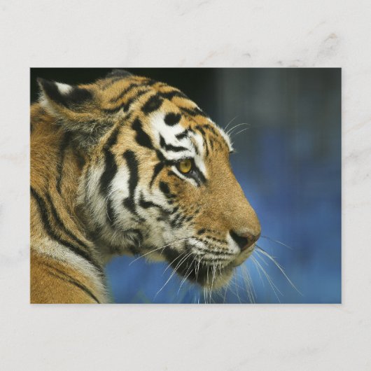 Tiger Close-Up-Seitenfotografie Postkarte (Vorderseite)