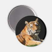 Tiger Closeup Magnet (Vorderseite/Rückseite)