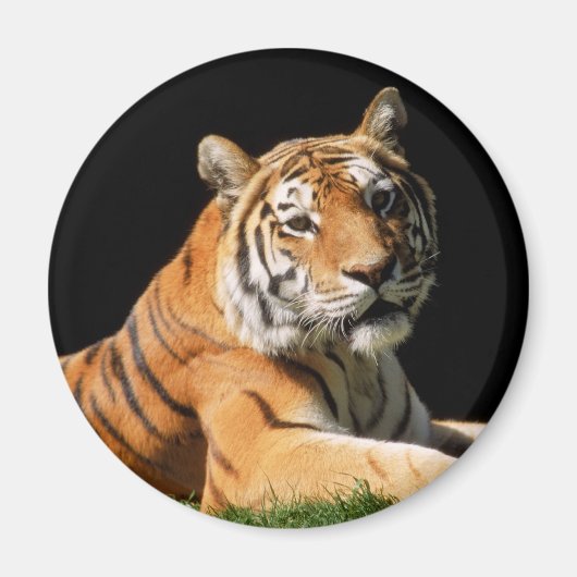 Tiger Closeup Magnet (Vorne)