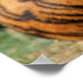 Tiger Closeup Poster (Ecke)