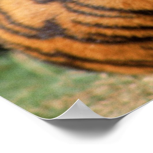 Tiger Closeup Poster (Ecke)