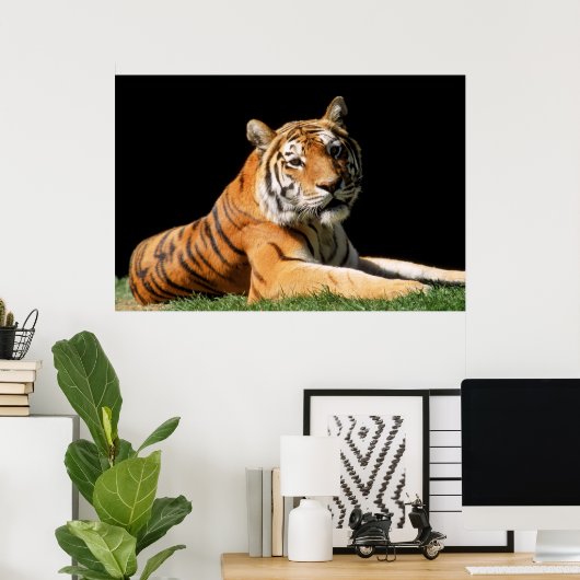 Tiger Closeup Poster (Heimbüro)
