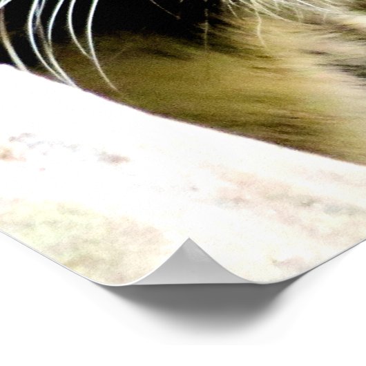 Tiger Confidence Zitat Inspiration Poster (Ecke)