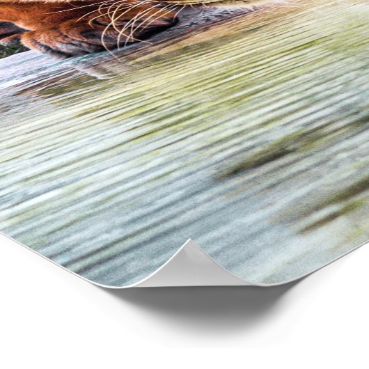 Tiger-Crouching bereit zum Posen Poster (Ecke)