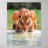 Tiger-Crouching bereit zum Posen Poster (Vorne)