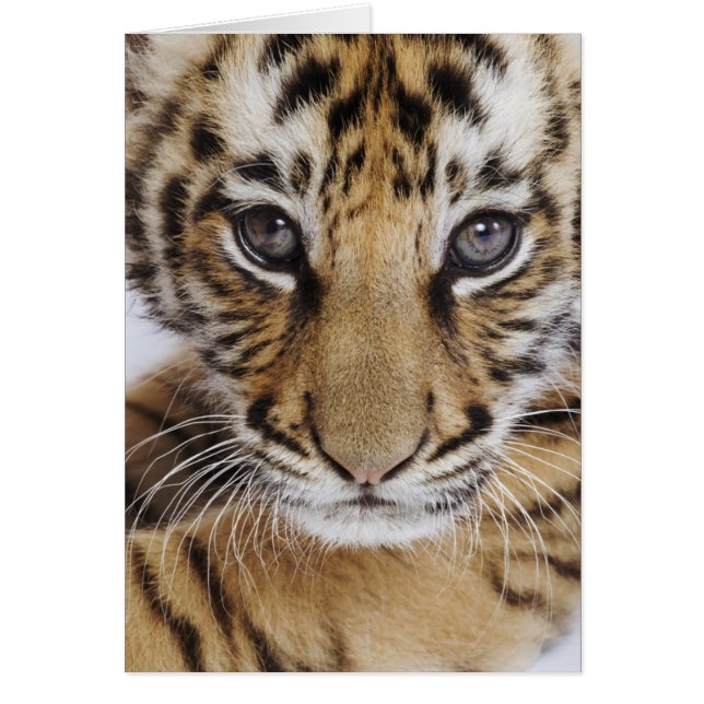 Tiger Cub (Vorne)