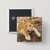 Tiger Cub atmet auf dem Felsen Button (Vorne & Hinten)