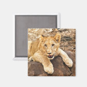 Tiger Cub atmet auf dem Felsen Magnet (Vorderseite/Rückseite)