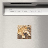Tiger Cub atmet auf dem Felsen Magnet (In Situ (Geschirrspüler))