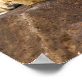 Tiger Cub atmet auf dem Felsen Poster (Ecke)