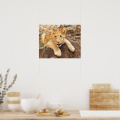 Tiger Cub atmet auf dem Felsen Poster (Küche)