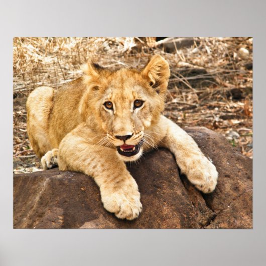 Tiger Cub atmet auf dem Felsen Poster (Vorne)