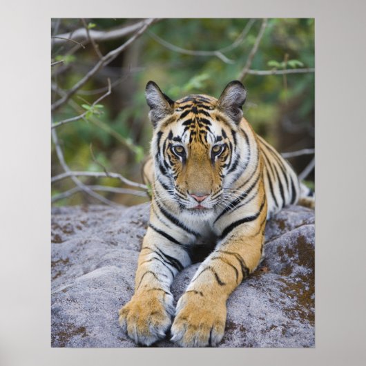 Tiger cub, Bandhavgarh National Park, Indien Poster (Vorne)