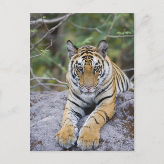Tiger cub, Bandhavgarh National Park, Indien Postkarte (Vorderseite)