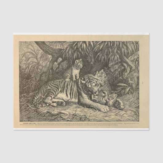 Tiger Cub Ephemera Decoupage Seidenpapier (Vorderseite)