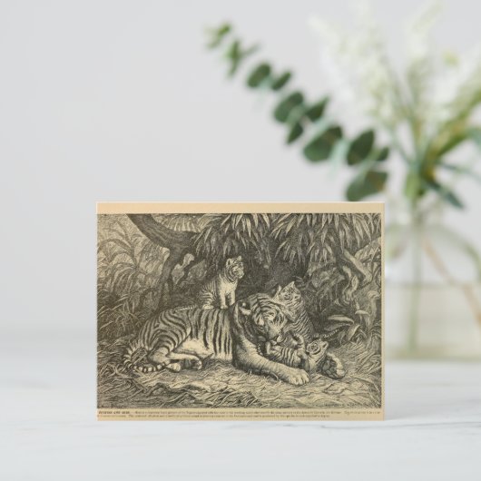 Tiger Cub Ephemera Vintag Art Postkarte (Stehend Vorderseite)