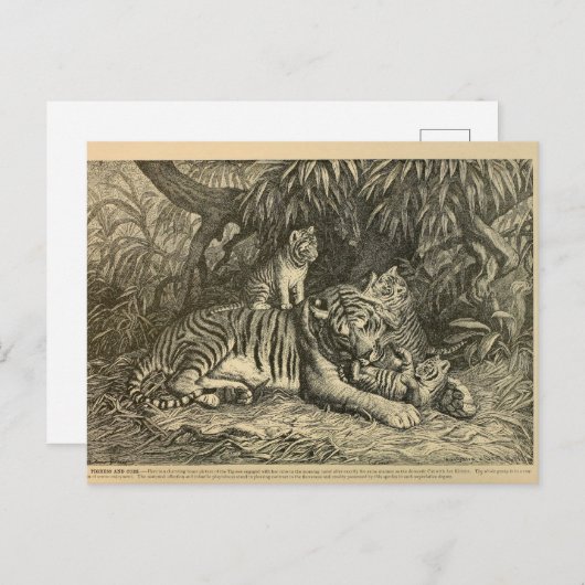 Tiger Cub Ephemera Vintag Art Postkarte (Vorne/Hinten)
