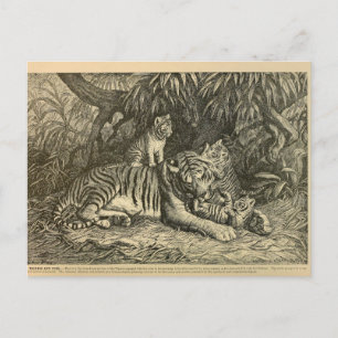 Tiger Cub Ephemera Vintage-Kunst Postkarte