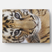 Tiger Cub Fotoplatte (Vorderseite)