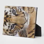 Tiger Cub Fotoplatte (Seite)