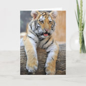 Tiger Cub Greeting Card Karte (Vorderseite)