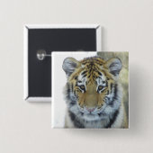 Tiger CUB im Schnee-nahen hohen Porträt Button (Vorne & Hinten)
