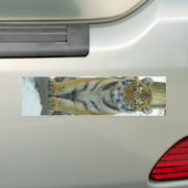 Tiger CUB im Schnee-Porträt Autoaufkleber (Auf Auto)